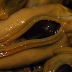 Kalejdoskop