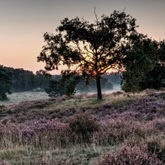 Heather On The Hill