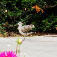 Asfour (Oumeima El Khalil)