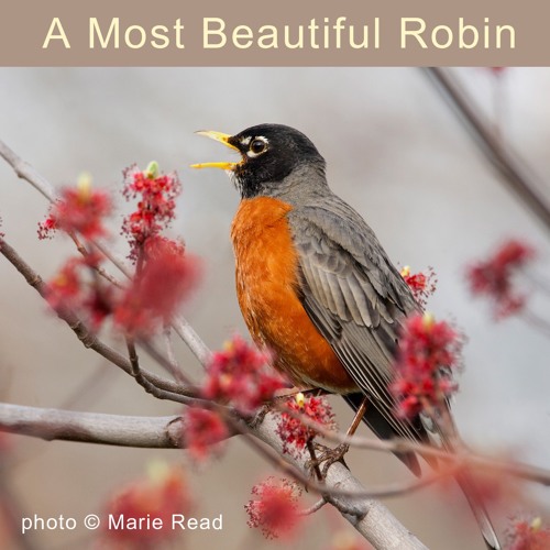 Stream A Most Beautiful Robin by Lang Elliott – Music of Nature ...