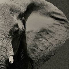 Tree & Scarnon live at Alte Gerberei