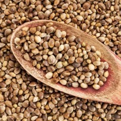 Hemp Seeds