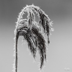 Frosty World