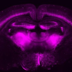 Mapping the great unknown of our brain
