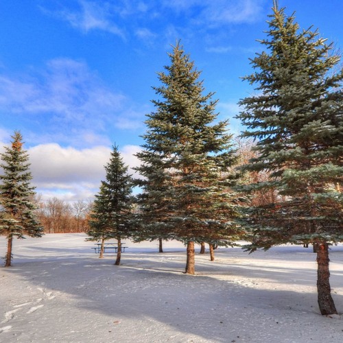 MODERN MARTINA - Snow Falls (Korg S)