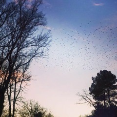 Diamonds and Rust (Joan Baez Cover)