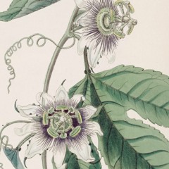 yaeji - passionfruit (Penduko Bootleg)