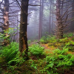 Wind Over the Ridge