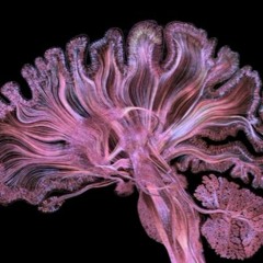 SOUCOUPESTO - SYNAPSE FT. SAUCE3000