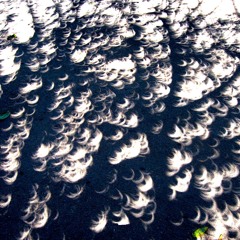 Stray Dog - Shadow Mess