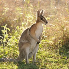 Oh Wallaby
