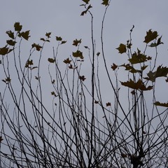 [okvsho]—Blue Ivy (JLW Remix)