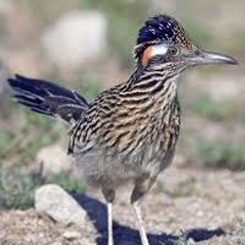 S1 - #2 - ACME Rules of the Roadrunner