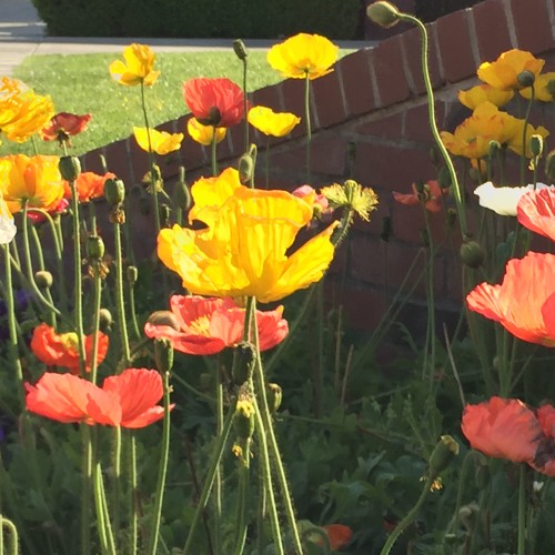 clairo - may as well