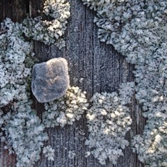 Tuulelee / Calling the healing power of the wind