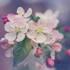 تلاوَة رائعة لسورة الدخانْ ،