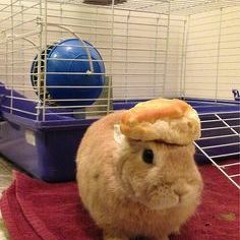 STUPID. [freestyle] (prod. Retnik Beats)