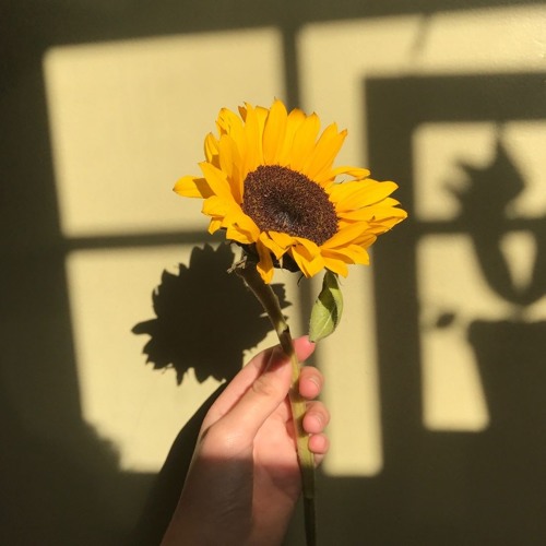 Rex Orange County Sunflower Intro Only By Kazekou On Soundcloud Hear The World S Sounds