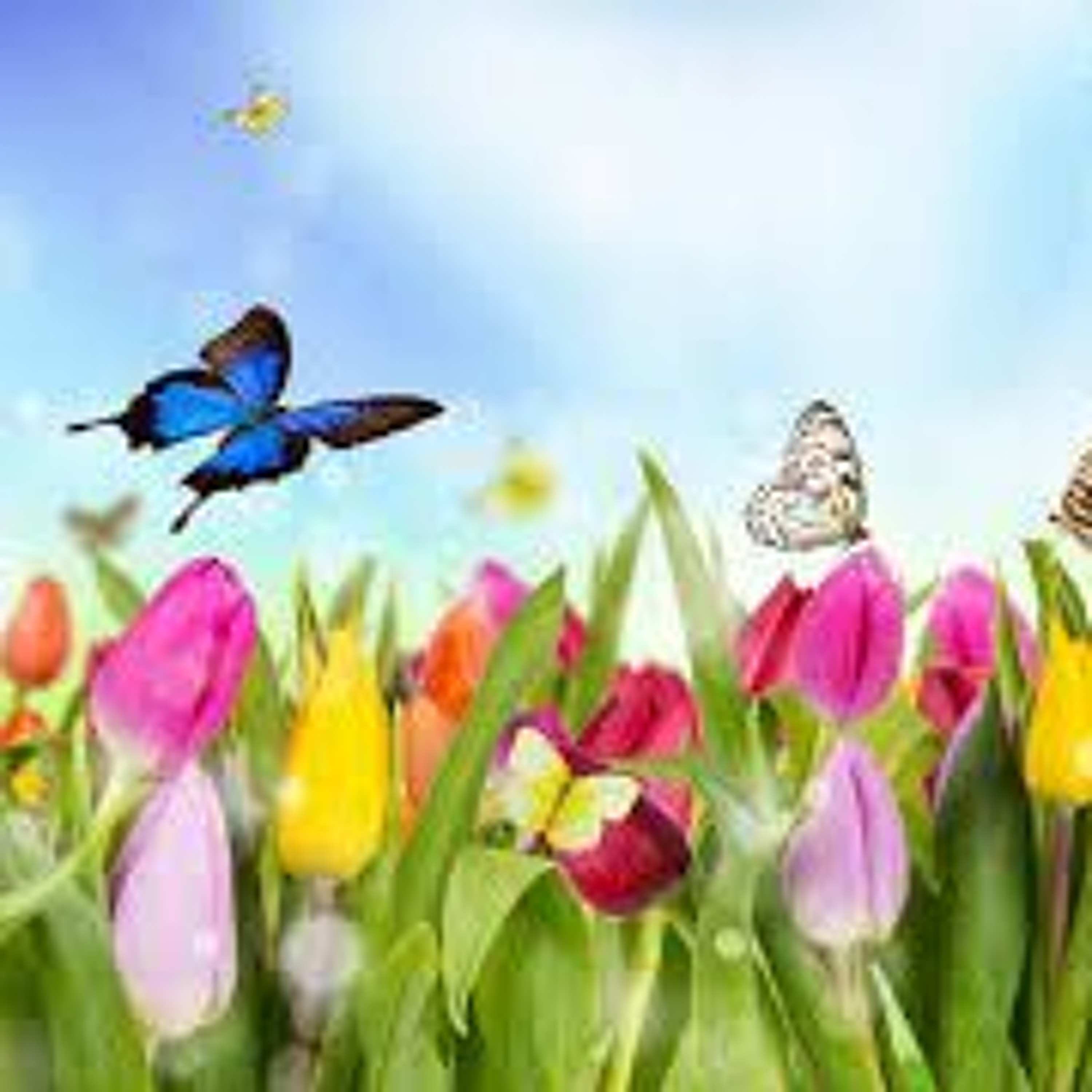 Primavera episode artwork