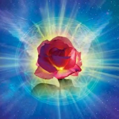 The Rose Is Blooming