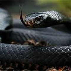 Snakes Kai ft. 302Maybach