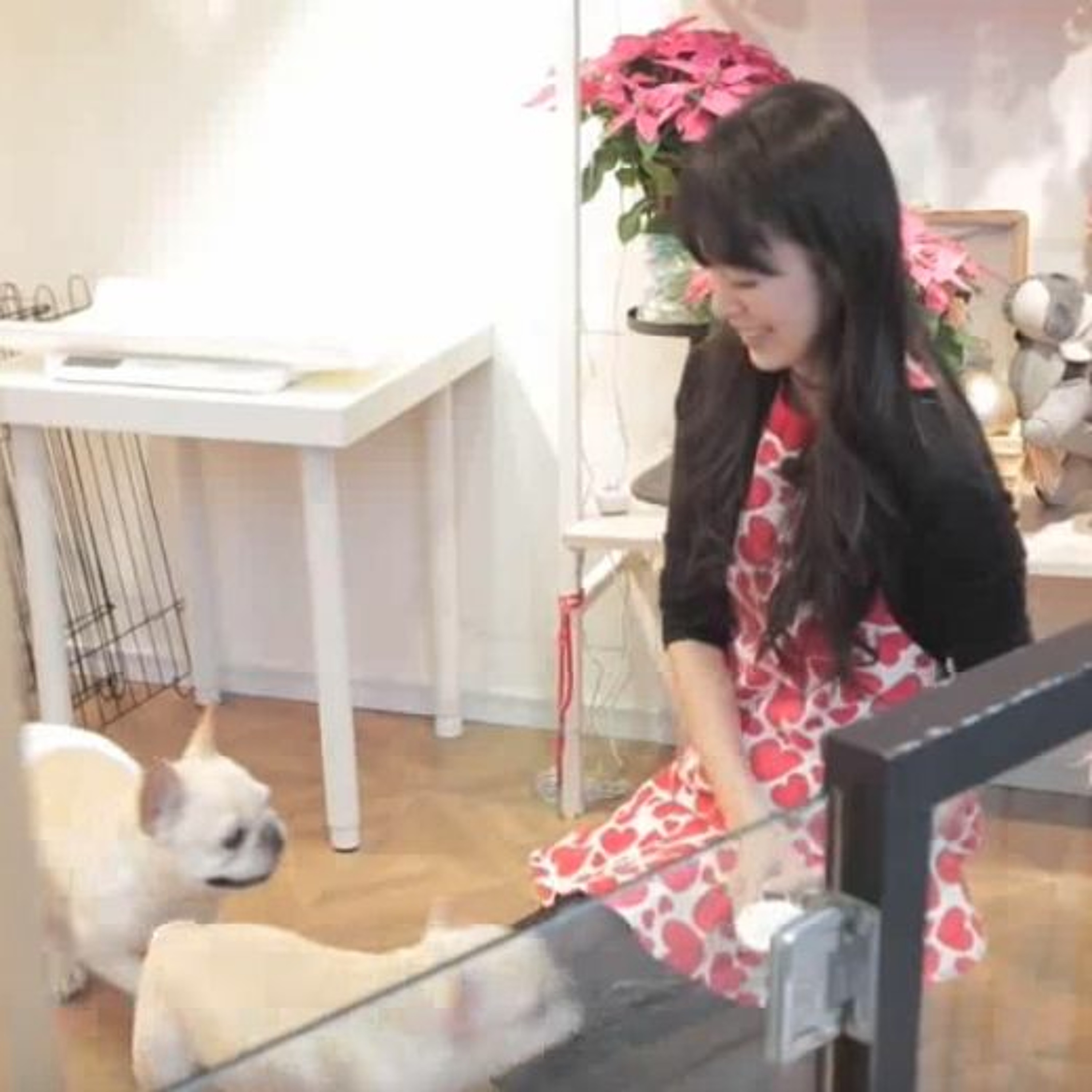 築夢新臺灣》日本女孩為愛犬留步台灣