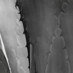 Museo, de amados martirios