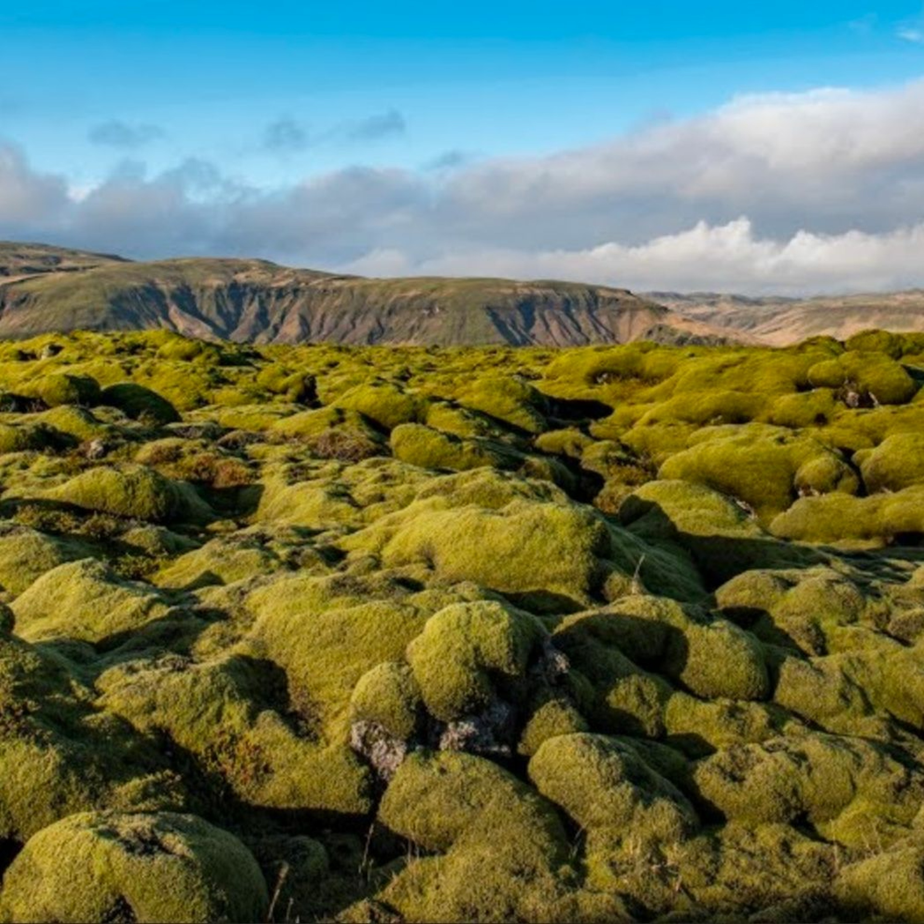 TOGLIFE LIVE - News, tech and chat - (Green theme)