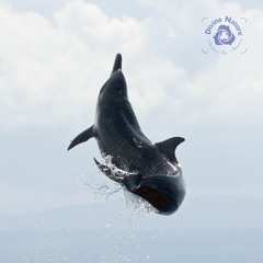 Spotted Dolphins January 8, 2018
