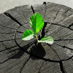Preludio No. 1 (Resiliencia)