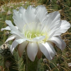 FLOR DE QUEBRADA/ Mariela Condo