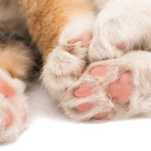 English Listening Level 1 - Lesson 6 - My First Pet