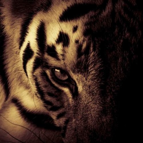 Charodey Jeddy X Slynk - Eye Of The Tiger Cover