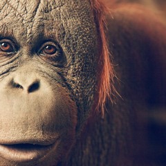 seenthing FOURTWNTY - Diam - Diam Kubawa Satu