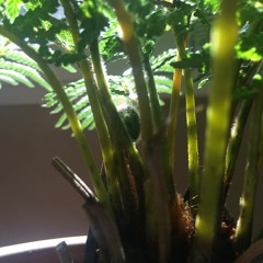 Musique Végétale 5