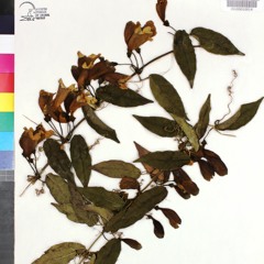 CarMan - Лондон Гуд Бай2