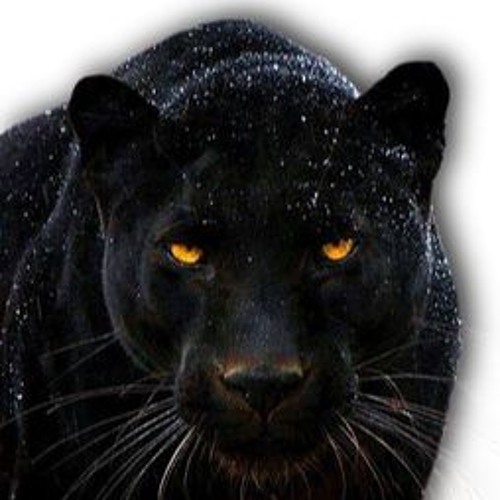 Panther Trax  (2003)