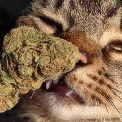 lilpurified - fire in the booth , tigers are loose