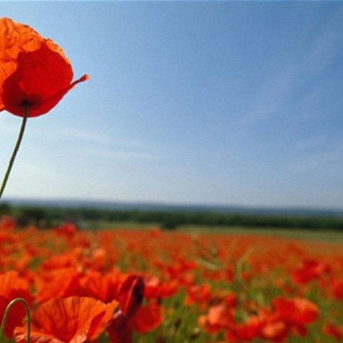 stream-english-listening-level-1-lesson-12-remembrance-day-by-pec