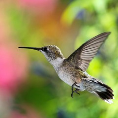 tim schaufert - desolate (LowKey Edit) - Fly Away