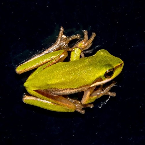 Cedar Creek Falls - Tree Frogs - Streaming Experiments