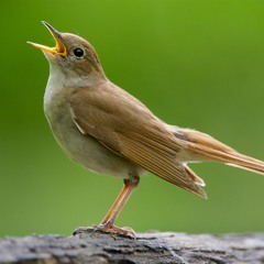 nightingale meets robin