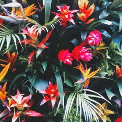 Tropical Journey Series