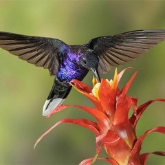 Intro In Kolibri Mixtape