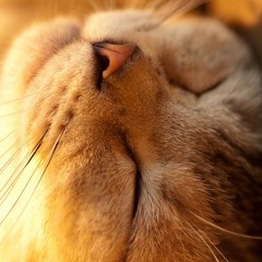 Caturdays (Revisited)