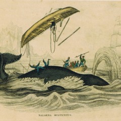 Hail The Whale (A Fisherman's Tale)