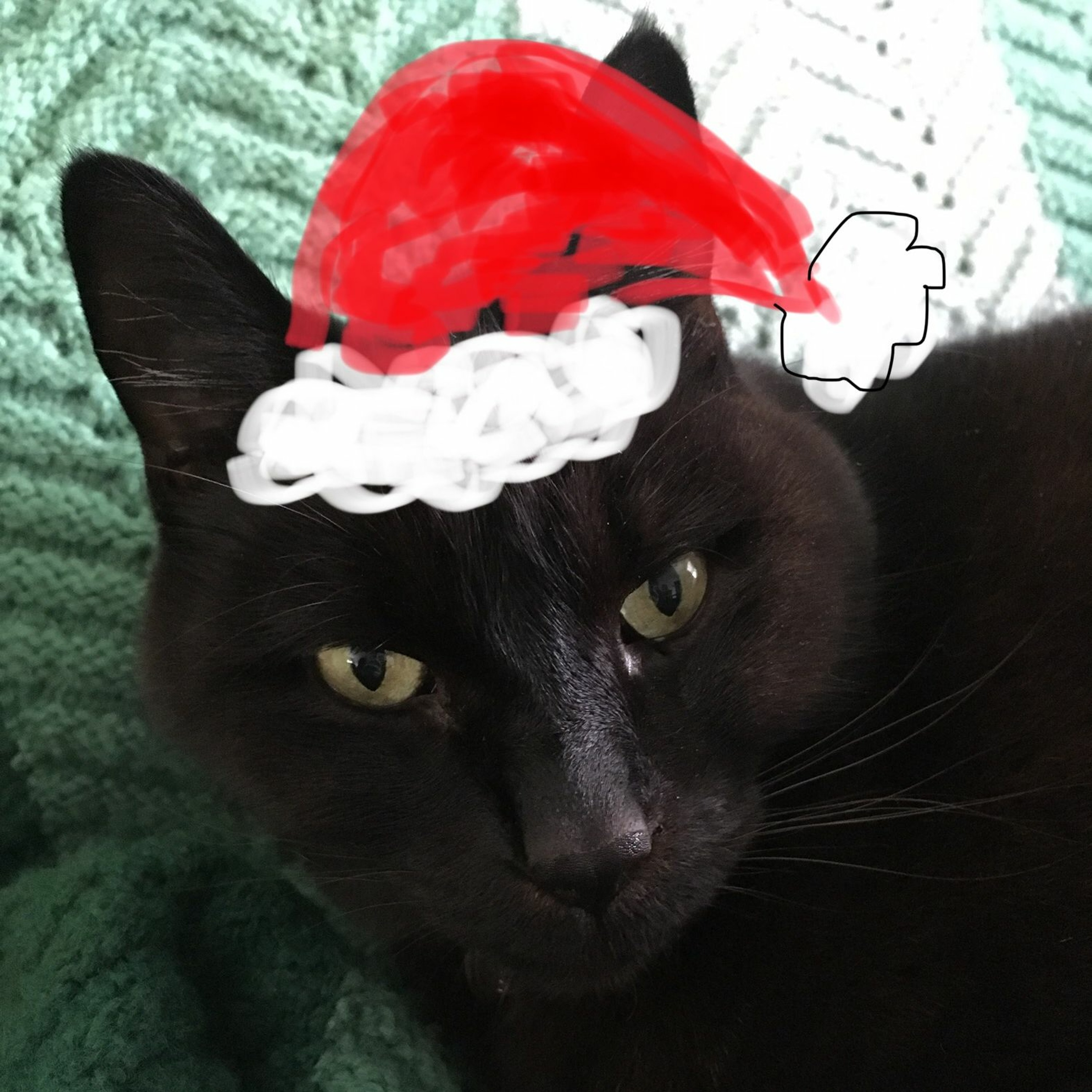 Cat Disgusted