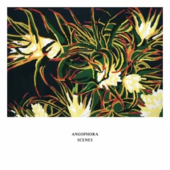 Angophora - Attachment