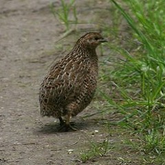 Quail