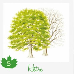 L'Hêtre